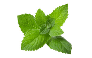 spearmint