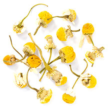 chamomile