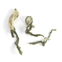 tai lake pi luo chun tea
