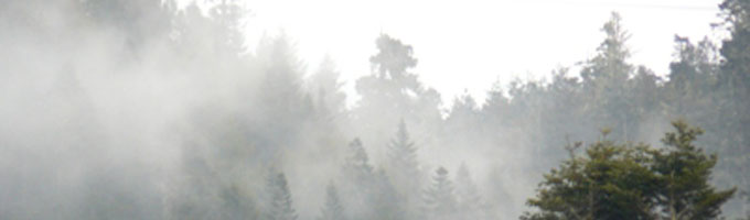 carbon offset