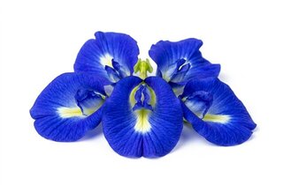 bella luna blue
