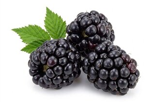 blackberry sage oolong