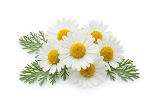 chamomile