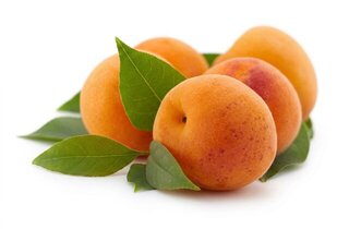 honeybush apricot