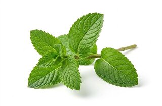 spearmint