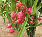 Dragonfruit Herbal Blend Tea | Buy Online | Free Shipping Over $49