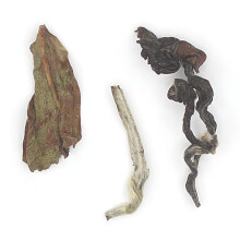 rohini first white tea