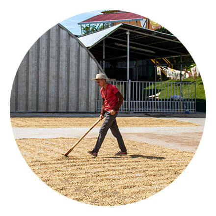 Costa Rica Herbazu Tipica Honey Coffee