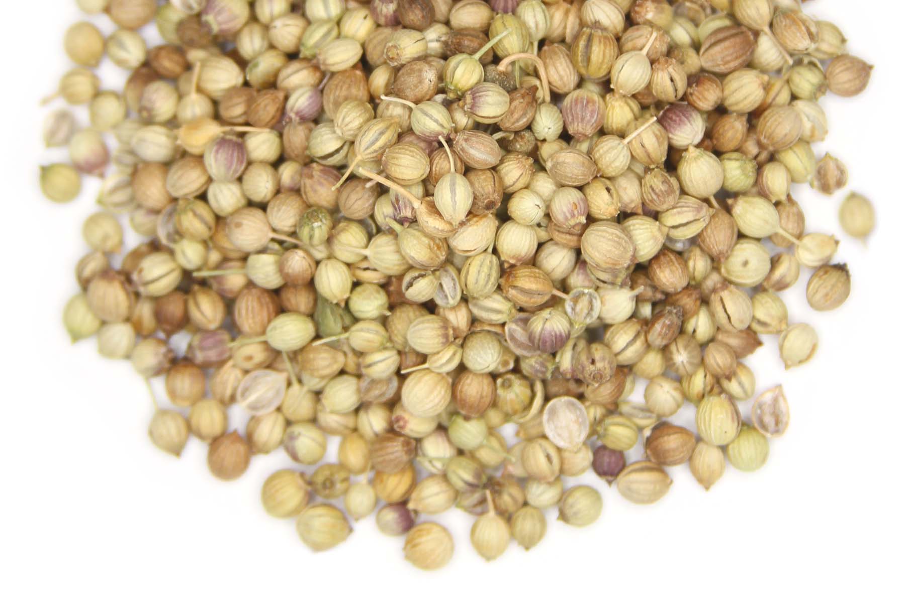Coriander Seeds Whole 1oz