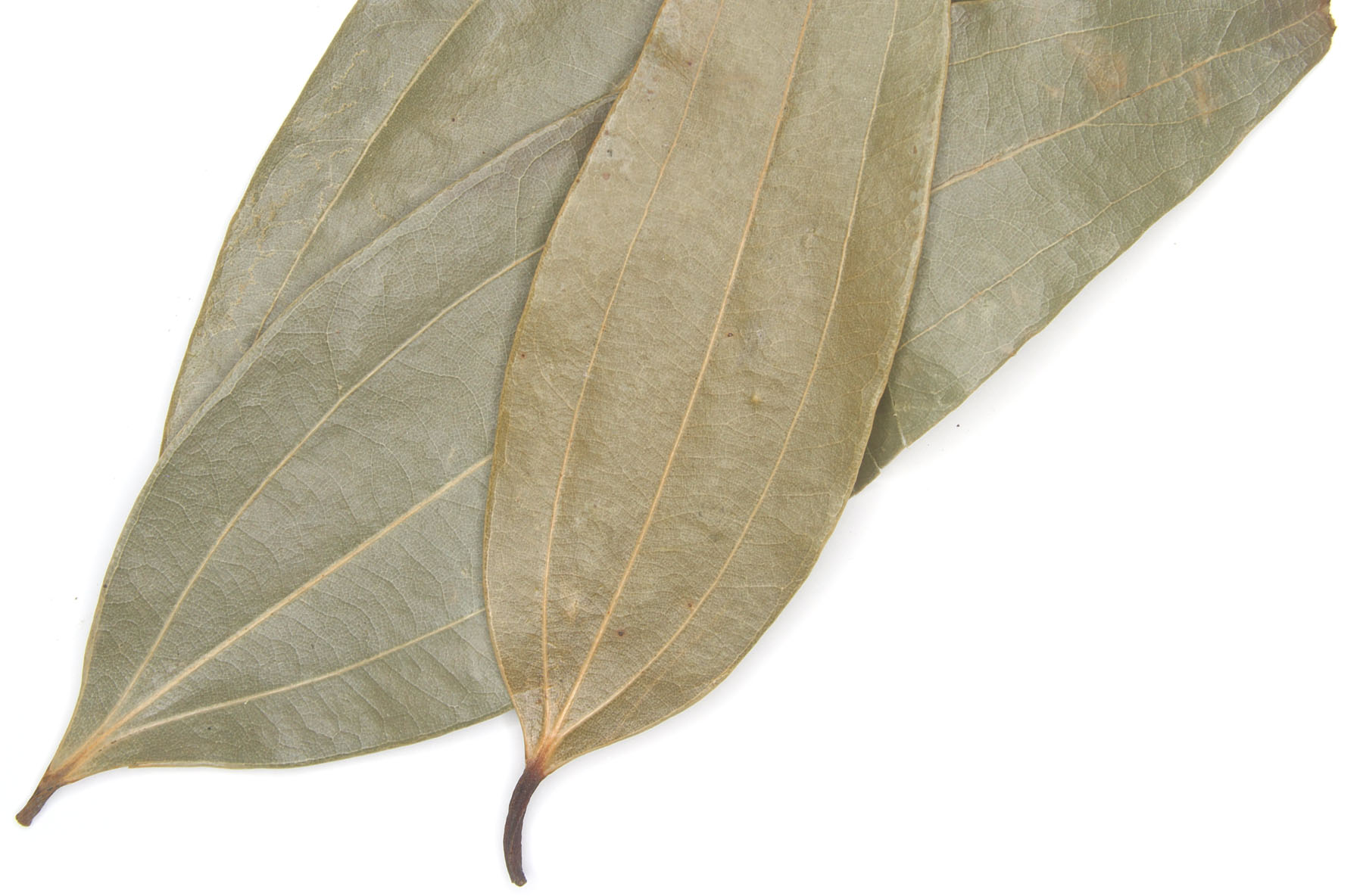 Indian Bay Leaf Cinnamon Leaf Tej Patta 1.5oz