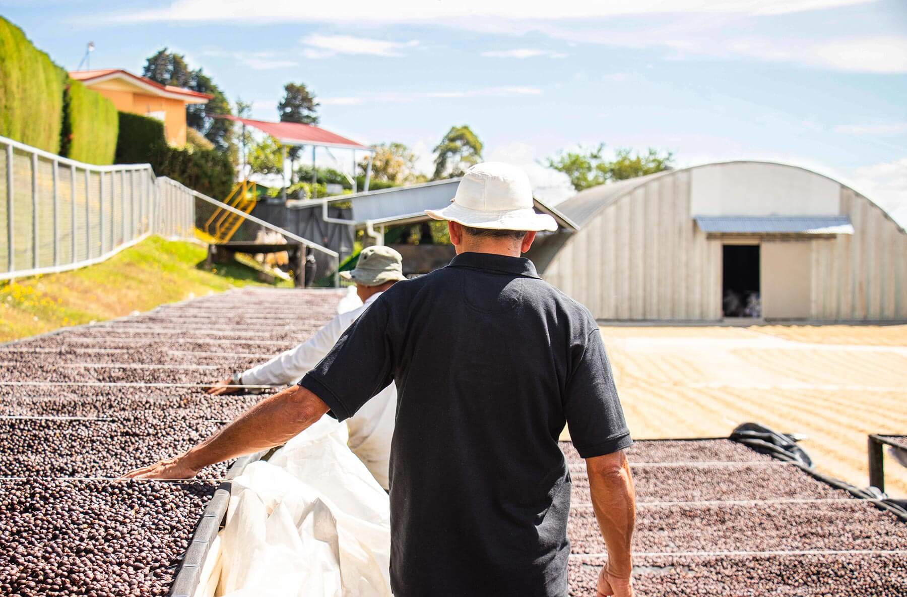 Costa Rica Herbazu Kenya Washed Coffee